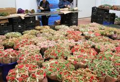 Türk çiçeğinde 160 milyon dolarlık ihracat rekoru