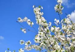 İLK CEMRE NE ZAMAN DÜŞER? İlk cemre nereye düşecek? Cemre düşme tarihleri