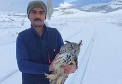 Bayburt’ta puhu yaralı sanıldı, kuduz çıktı! Kendi boynunu kırdı