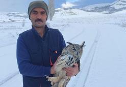 Bayburt’ta puhu yaralı sanıldı, kuduz çıktı! Kendi boynunu kırdı