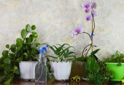 Kaloriferin basık havasından geçilmiyor... Bu bitkiler odayı nemlendirecek! Daha ferahmış