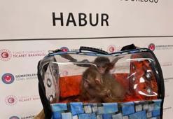 Sınırda 85 bin canlı yakalandı! Gümrük operasyonlarında maymundan gökdoğana kadar binlerce hayvana el konuldu