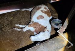 Elektrik kaçağı faciası! Bir gecede 8 büyükbaş hayvan telef oldu