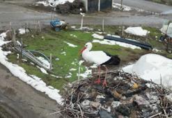 Bitlis’te göçü unutan leylek! Sıfırın altındaki soğuğa rağmen 3 yıldır yuvasını terk etmiyor