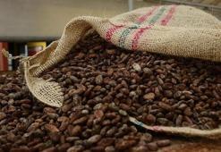 Türkiye yetiştirmediği kakaodan 1,7 milyar dolar kazandı