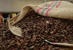 Türkiye kakaodan 1,7 milyar dolar kazandı