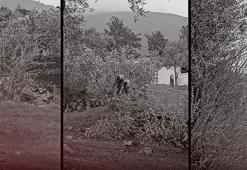 CHP'de istifa getiren kriz! 100 yıllık zeytin ağaçlarını kim kesti?