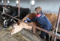 Hayvan sağlığı uluslararası işbirlikleriyle korunacak