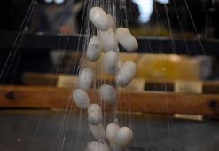 İpekböcekçiliği sektörü koza üretiminde çıtayı yükseltti