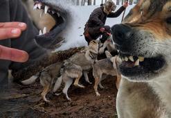 Kurgu değil gerçek! Sivas dağlarında bir Kurt Adam: Eksi 30'da ne elektrik ne su var