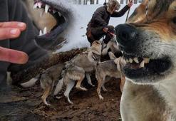 Kurgu değil gerçek! Sivas dağlarında bir Kurt Adam: Eksi 30'da ne elektrik ne su var