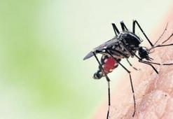 ‘Tropikal’ kâbus