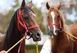 'Değeri 100 milyon lira olan yarış atları kayıp' iddialarına açıklama geldi