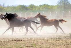 TİGEM, "Değeri 100 milyon lira olan yarış atları kayıp" iddiasını yalanladı
