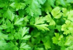 Maydanozları böyle kaldırın, dolapta çürümesin! Sararma derdi yok