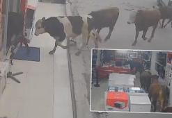 Batman'da 9 inek beyaz eşya mağazasına girdi! O anlar kamerada...