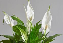 NASA araştırmaları sonuçlandı! Evin havasını yüzde doksan temizleyen çiçek buymuş