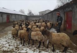 Muş'ta devlet desteğiyle hayvancılık gelişiyor