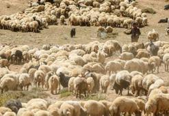 KIRSALDA BEREKET, KÜÇÜKBAŞA DESTEK! Faizsiz kredi fırsatı: Küçükbaş hayvancılık faizsiz kredi ne kadar, başvurular nereye yapılır, kimler alabilir?