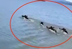Barajın ortasında sıra dışı sürü! Balıkçı şaşkına döndü, telefona sarıldı