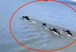 Barajın ortasında sıra dışı sürü! Balıkçı şaşkına döndü, telefona sarıldı