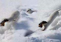 Kars'ta nesli koruma altındaki gelincik görüntülendi