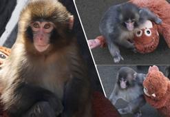 Dünya yavru maymun Punch'ı konuştu, oyuncağı yok sattı! 'Ona acımayın'