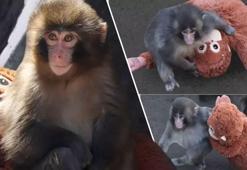 Dünya yavru maymun Punch'ı konuştu, oyuncağı yok sattı! 'Ona acımayın'
