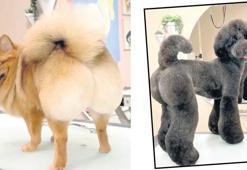 Köpeklere de Brezilya poposu