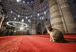 Üsküdar’ın silüetini çizen Mihrimah Sultan Camisi yüzyıllardır İstanbul’u karşılıyor