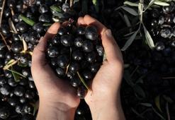 Antalya'da kaliteli zeytin üretiminin yaygınlaştırılması hedefleniyor