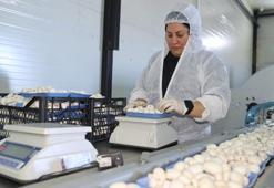 Devlet desteğiyle başladığı işte 60 ton üretim yapıyor: 'Bulunmaz bir nimet'
