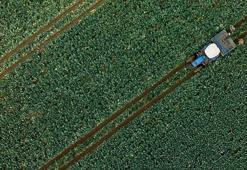 Son dönem yağışları tarımsal üretime olumlu yansıdı