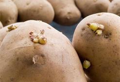 Gıda mühendislerinden patates saklama tüyoları: Filizlenmeye son!