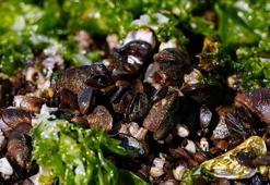 İzmir Körfezi’nde midyelerde hepatit A ve norovirüs iddiası! Resmi açıklama geldi