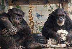 'Konuşan şempanzeler' Tatu ve Loulis dilin tarihini baştan yazabilir! 'Sanılandan çok eski...'