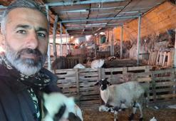 Hobi olarak 4 koyunla başladı! 600 hayvan sayısına ulaştı