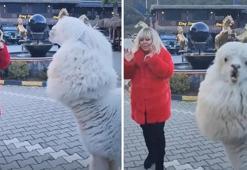 Çiftlikte elleriyle besledi! Safiye Soyman'a alpaka şoku