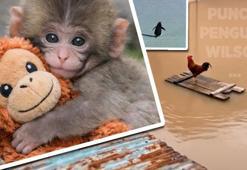 Punch’ın peluşu yok sattı: Hayvan videoları nasıl viral oldu? 'Göz teması şiddeti getiriyor!'