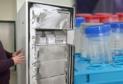 Antarktika'dan Samsun'a! Türk bilim insanları keşfetti: Laboratuvarda incelenecek