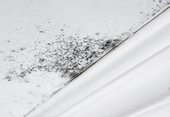 Sadece dekorasyon değil, birer nem avcısı! Banyonuzun havasını değiştirecek bitki önerileri