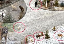 Sokak köpeklerinin dehşeti kamerada! Sürü halinde saldırdılar