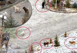 Sokak köpeklerinin dehşeti kamerada! Sürü halinde saldırdılar