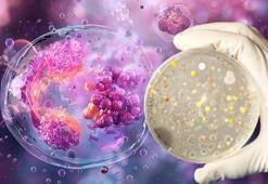 Otizmde bakteri düzeni hayat değiştiriyor! Bağırsaktaki kritik denge: 'Biyolojik gürültü azalıyor'