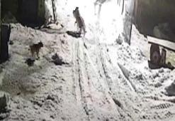 Kars’ta şoke eden olay! Köye inen kurtlar tarafından alınıp götürüldü