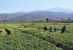 Tarım işçilerinin günlük ücreti arttı