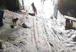 Kars’ta şoke eden olay! Köye inen kurtlar tarafından alınıp götürüldü