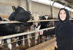 Ev hanımlığından patronluğa: Devlet destek verdi, 900 hayvanın bulunduğu çiftliğin sahibi oldu