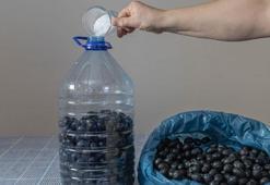 Kaya tuzu ile zeytin nasıl kurulur? Hiçbir şeye gerek yokmuş, kavanozda bekletin