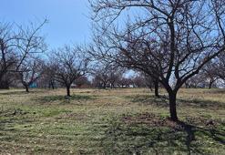 Zirai dondan etkilenen kayısıda bu yıl yüksek verim bekleniyor